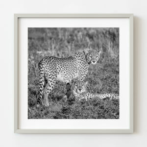 Cheetah wall art black and white print