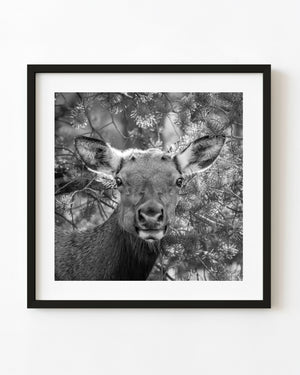 An elk looks toward the camera among pine branches at the Grand Canyon in black and white