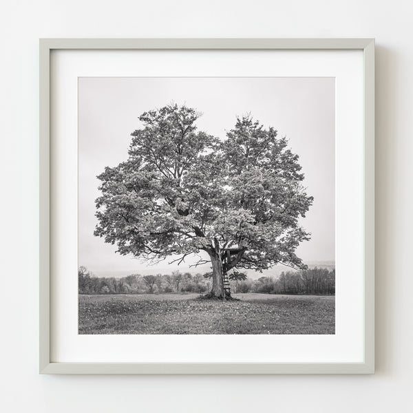 Grand maple tree with tree house Haliburton County | Photo Art Print