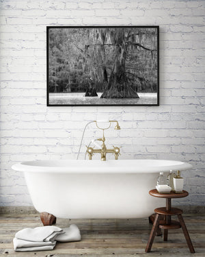 Misty cypress trees in swamp