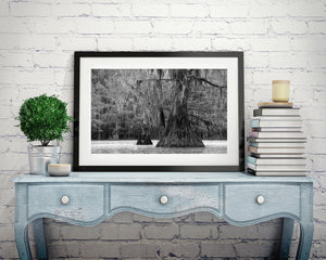 Ancient cypress trees in Texas