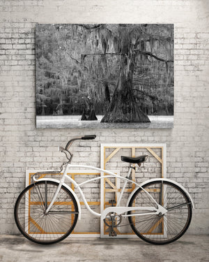 Haunting cypress trees in swamp