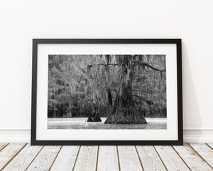 Texas swamp landscape