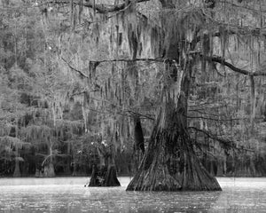 Black-and-white cypress trees