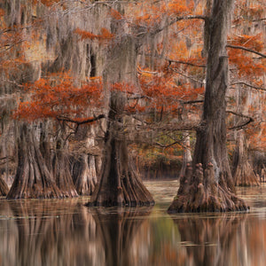 Tall trees with orange autumn foliage reflected in a calm body of water.