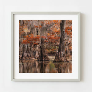 Framed photograph of cypress trees with autumn foliage on a white wall.