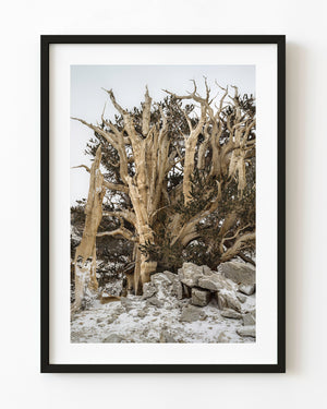 Weathered bristlecone pines rise above snowy rocks in Great Basin National Park