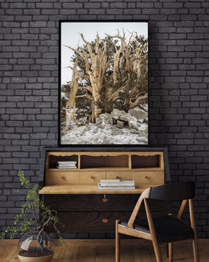 Gnarled pine trunks and angular stones form a rugged Great Basin landscape