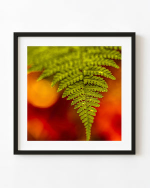 A bright green fern frond contrasts with a blurred red and orange autumn background