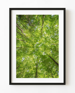 An upward view reveals a bright green forest canopy in Haliburton