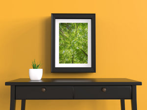 Interlaced branches frame small patches of sky among bright green foliage