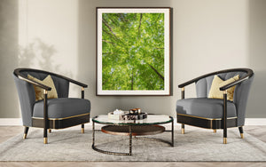 Sunlight filters through dense leaves above a quiet Haliburton woodland