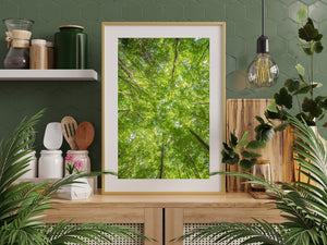 Fresh green leaves form a layered ceiling above the forest floor