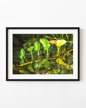 Bright green pond leaves and their reflections rise from still water in Algonquin Park
