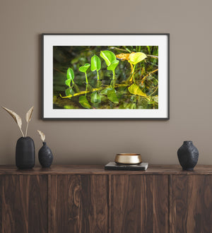 Curved leaf edges and fine veins stand out above dark reflective water