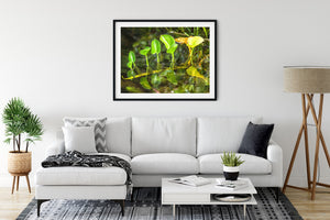 Sunlit green leaves form a gentle row across a still Algonquin Park pond