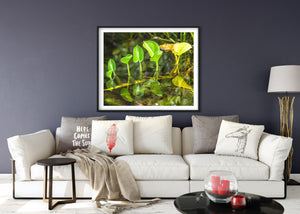 Clear reflections double the shapes of young leaves emerging from shallow water