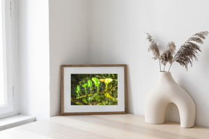 Green and yellow pond foliage contrasts with shadowed water and submerged wood