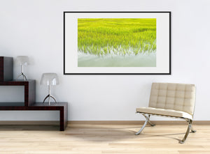 Luminous wetland plants contrast with a calm pale pond surface