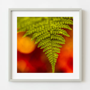 Green fern leaf with autumn colors