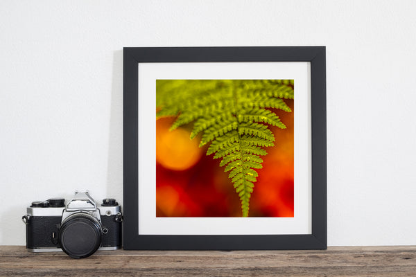 Close-up of fern with blurred autumn backdrop