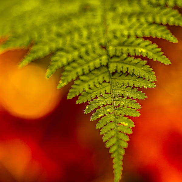 Fern leaf in Algonquin Park fall