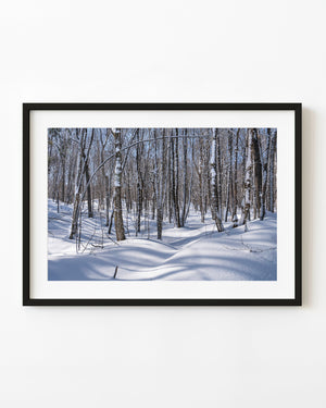 Snowy birch trunks cast long blue shadows across a Haliburton winter forest