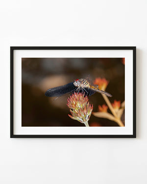 A dragonfly rests with open wings on a red-tipped plant in Haliburton