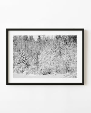 Fresh snow coats dense branches and evergreens in a black and white Haliburton forest