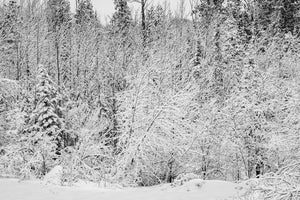 Black and white winter trees with fresh snowfall