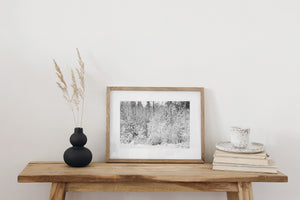 Detailed snowy branches in quiet woodland