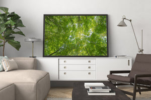 Northern Ontario treetop perspective wall art