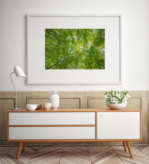 Ontario tree canopy fine art wall decor