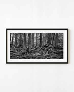 Black and white forest with exposed tree roots in Haliburton Ontario
