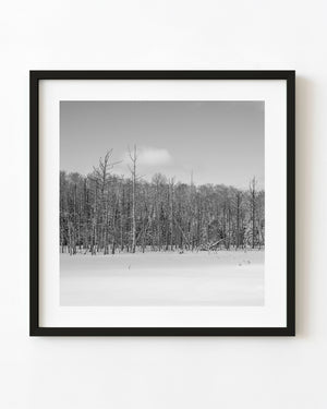 Bare trees rise from a snow-covered frozen wetland in Haliburton in black and white