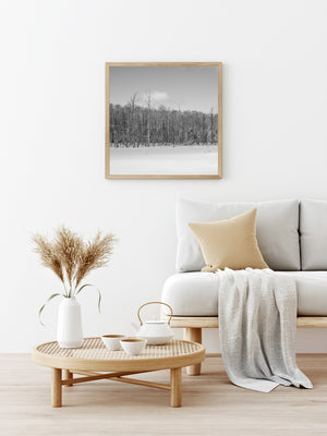 White snow contrasts with a dense line of slender winter tree trunks