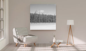 Bare trees and fresh snow form a still winter landscape in Haliburton