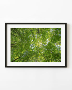 Looking upward into a bright green forest canopy in Haliburton