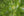 Tall tree trunks converge beneath sunlit green leaves and patches of sky