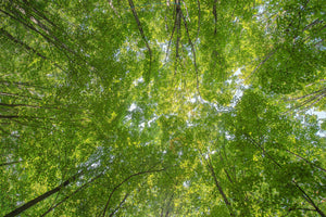 Tall tree trunks converge beneath sunlit green leaves and patches of sky