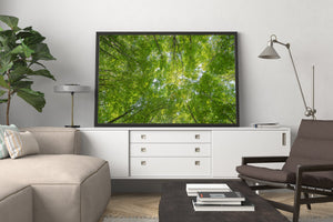 A view from the forest floor captures a dense canopy of fresh green foliage