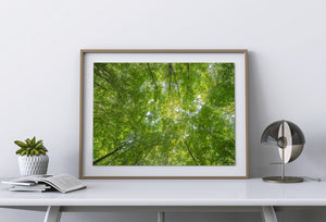 Sunlight illuminates layers of leaves high above a Haliburton woodland