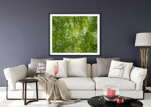 Slender trunks and branches frame a luminous green forest ceiling