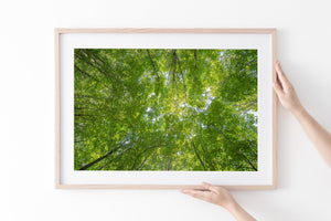 A colour nature photograph looks straight up through Haliburton trees