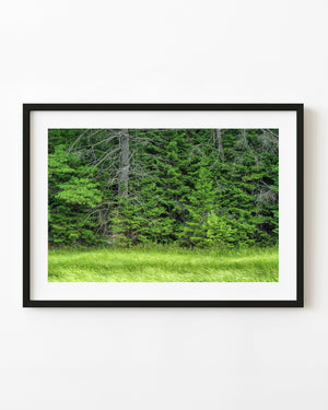 Bright green grass borders a dense evergreen forest in Haliburton