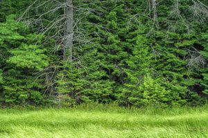 Fresh green conifers and bare lower branches line an Ontario woodland edge