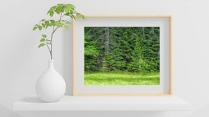 Grey tree trunks rise through dense green foliage above soft meadow grass