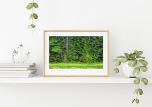 A colour nature photograph captures layered evergreens at the forest boundary