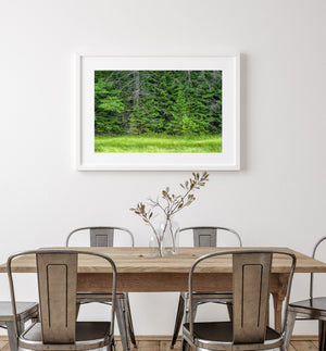 Fine bare branches contrast with lush green needles in Haliburton woodland