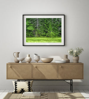 Light green grasses sweep across the foreground of a dark forest edge